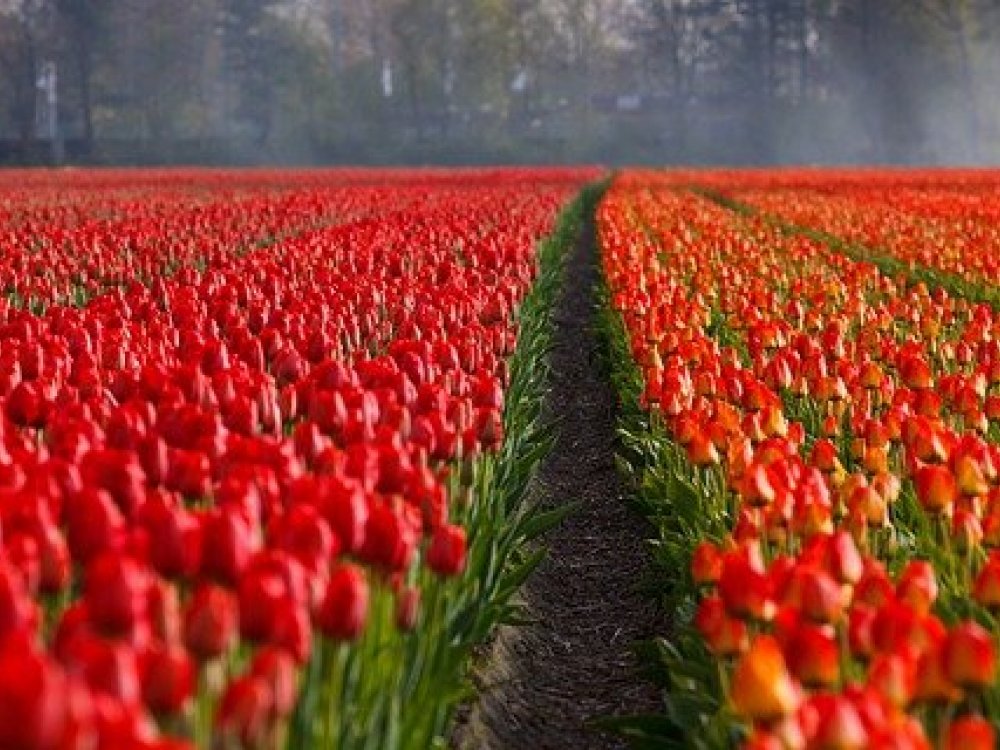 O historii tulipánů v Holandsku
